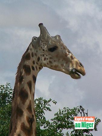 girafe 23.JPG - Les réserves naturelles